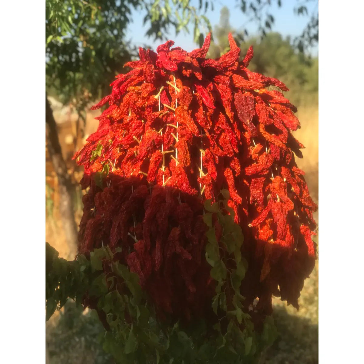 DENİZLİ KALE BİBERİ 10 LU